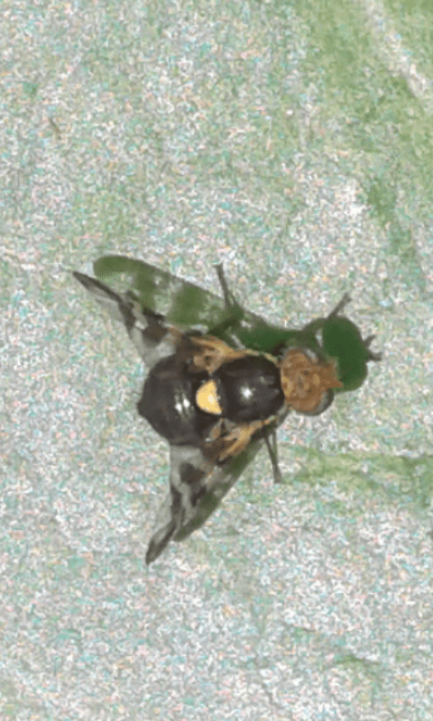 Tephritidae : Rhagoletis cerasi? Rhagoletis cfr. berberidis